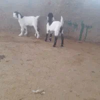 خرید فروش انواع بره شیری وبزغاله