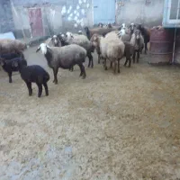 20 عدد میش و 10 عدد بره|حیوانات مزرعه|صحنه, |دیوار