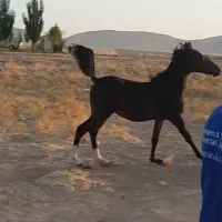 کره مادیان کرد