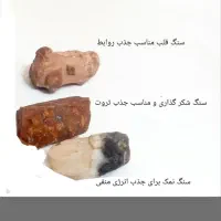 مرغ مینا نر سخنگو ،مرغ عشق و عروس هلندی دستس نر|پرنده|تربت‌حیدریه, حسنی بالا|دیوار