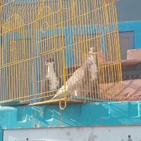 دوتا جونگ نر