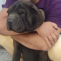 سگ نژاد دار شارپی واگذاری رایگان با لوازم و لانه