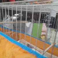 قناری مولد|پرنده|آمل, |دیوار