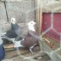 پرنده