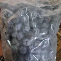 میوه بلوبری فریز شده|خوردنی و آشامیدنی|رشت, نخودچر|دیوار