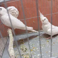 عروس هلندی آلبینو