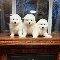 توله سگ سامویید اصیل