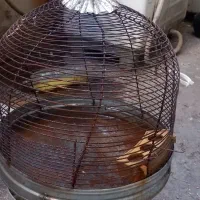 قفس پرنده|لوازم جانبی حیوانات|شیراز, شهرک صنعتی شیراز|دیوار