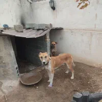 سگ باکسر نر