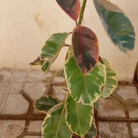 گل فیکوس قرمز