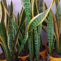 انواع گل‌های آپارتمانی آدرس خیابان اسکان نبشکوچه72|گل و گیاه طبیعی|یزد, |دیوار