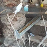 مرغ عشق و طوطی ملنگو|پرنده|میناب, |دیوار