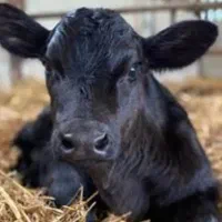 گوساله ماده