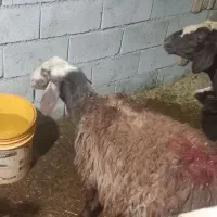 بره|حیوانات مزرعه|نهاوند, |دیوار