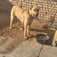 سگ سرابی