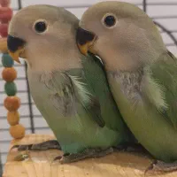 طوطی برزیلی وایت فیس هد نارنجی