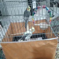 عروس هلندی یک جفت با وسایل|پرنده|فردیس, سپید دشت|دیوار