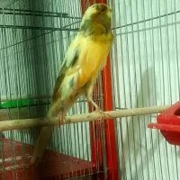 رسمی نر حلقه به پا