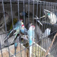 مرغ عشق و طوطی کوتوله و تخم کبوتر|پرنده|قم, دروازه کاشان|دیوار