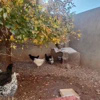 فروش مرغ و خروس|حیوانات مزرعه|ترکمانچای, |دیوار