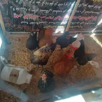 مرغ و خروس ایام سمانی