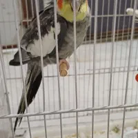 یک جفت عروس هلندی