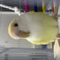 کوتوله برزیلی