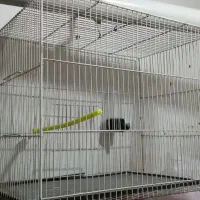 دو عدد قفس بزرگ و کوچک