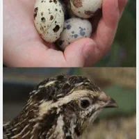 فروش بلدرچین تخمگذار وتخم بلدرچین