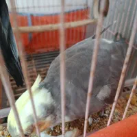 عروس هلندی نرو ماده