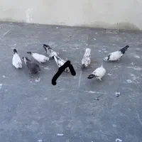 کفتر تهرانی پرشی|پرنده|کرج, کوی مهر|دیوار