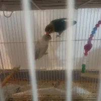 عروس هلندی وکوتوله بریزیلی|پرنده|آزادشهر, |دیوار