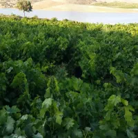 فروش باغ انگور بر جاده اصلی
