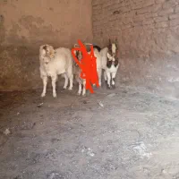 دوراس بزغاله برا نر بزی