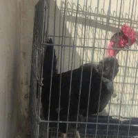 خروس گلین گردن لخت