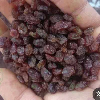 فروش کشمش درجه یک