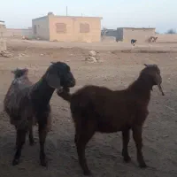 بزغاله نر دورگ محلی مخصوص پرواری