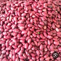 بذر لوبیا قرمز