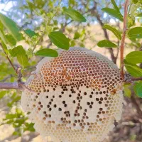 فروش عسل طبیعی و کوهی صدر درصد|خوردنی و آشامیدنی|یاسوج, |دیوار