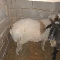 بره نر|حیوانات مزرعه|شهر بابک, |دیوار