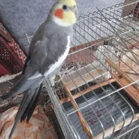 عروس هلندی