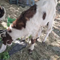 کهره پاکستانی|حیوانات مزرعه|رودخانه, |دیوار