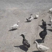 اردک تخم گذار