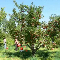 باغ-ویلا-ساری-فرح-آباد