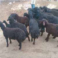 بره قوچ قره قزل موسیم