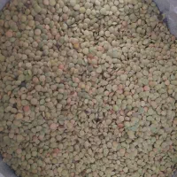 عدس (نژی)امسال