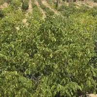 فروش باغچه دشت ارژن  با سند وامکانات کامل|فروش زمین و ملک کلنگی|کازرون, |دیوار