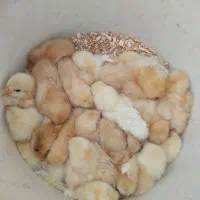 مرغ خروس و جوجه برهما لایت بلو بوف پاتریچ پورسلن|حیوانات مزرعه|مشهد, امیر|دیوار