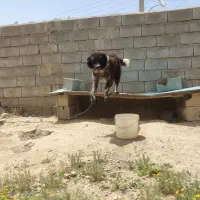 قهدرجونی