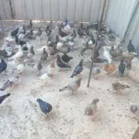 دسته کفتر چاشنی سرور|پرنده|شیراز, دروازه اصفهان|دیوار